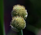 род Allium