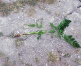 Chaerophyllum bulbosum