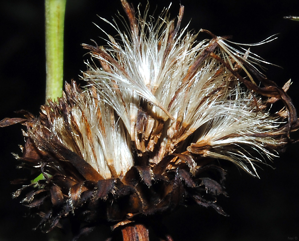 Изображение особи Inula salicina.