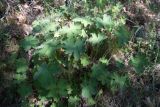 Geranium platypetalum