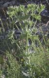 Eryngium giganteum