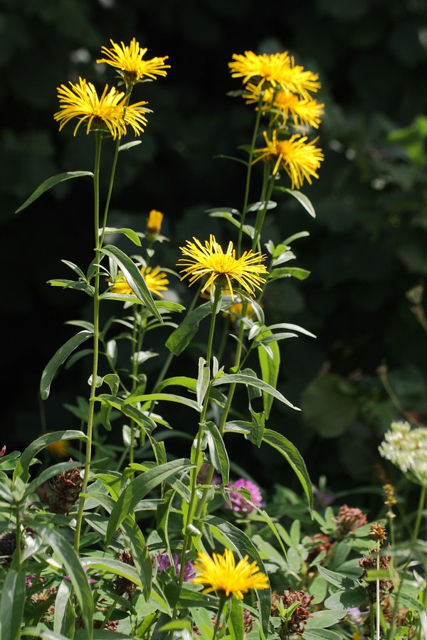 Изображение особи Inula salicina.