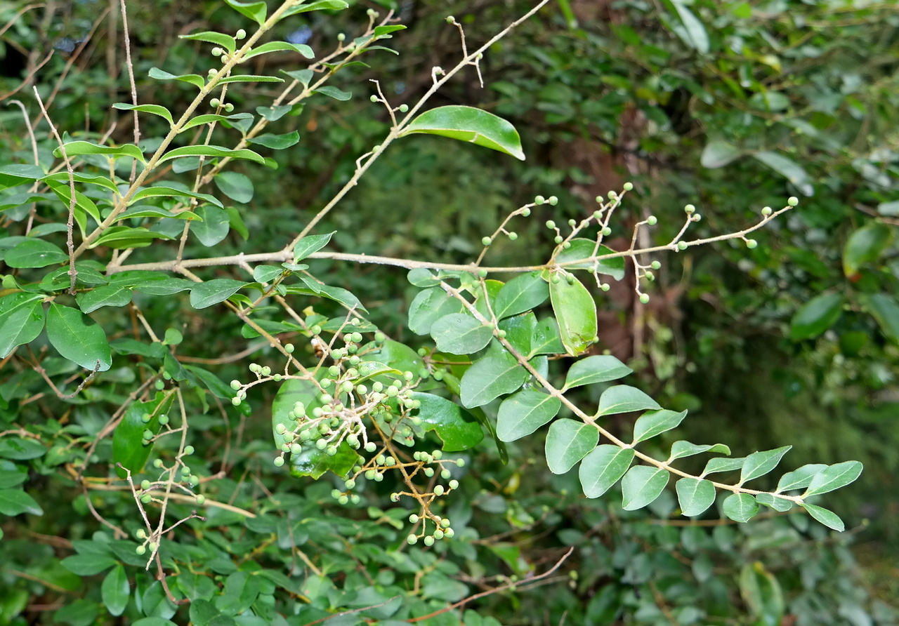 Изображение особи Ligustrum sinense.