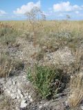 Gypsophila volgensis