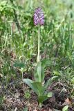 Orchis simia. Цветущее растение (высота — 37 см, длина соцветия — 7,5 см). Дагестан, Кумторкалинский р-н; хр. Нарат-Тюбе, выс. ок. 580 м н.у.м., склон СВ экспозиции, разреженный дубовый лес. 28 апреля 2023 г.