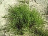 Equisetum arvense. Растение на песчаном берегу реки. Чувашия, окрестности г. Шумерля, пойма р. Сура, Паланские пески. 18 августа 2005 г.