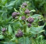 Cirsium setosum