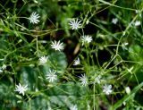 Stellaria graminea