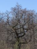 Alnus glutinosa. Очень старое дерево (видно, что часть ветвей по форме роста напоминают отдельные кроны). Санкт-Петербург, окр. г. Ломоносов. 01.05.02009.