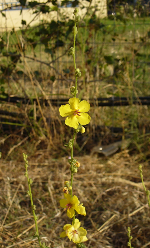 Изображение особи Verbascum sinuatum.