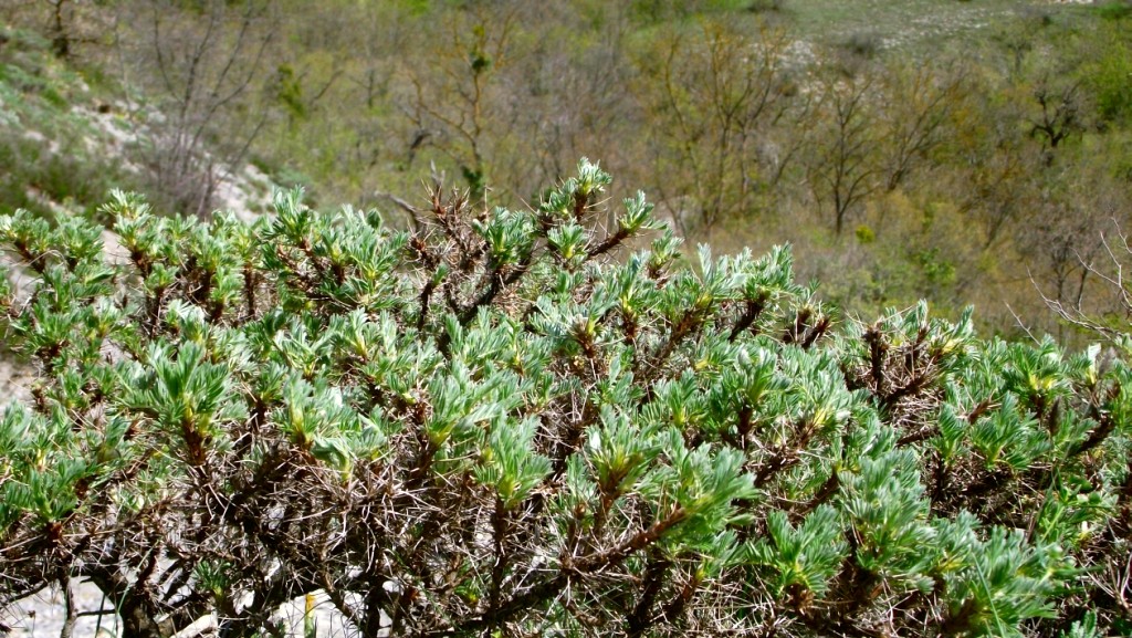 Изображение особи Astragalus arnacanthoides.