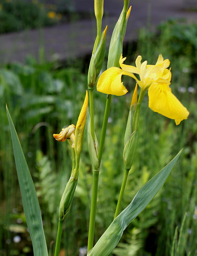 Изображение особи Iris pseudacorus.