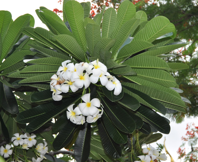 Изображение особи Plumeria obtusa.