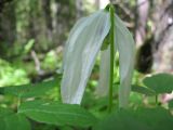 Atragene sibirica. Цветок. Костромская обл., Кологривский район, заповедник \"Кологривский лес\", пойма р. Вонюх. 2 июня 2013 г.