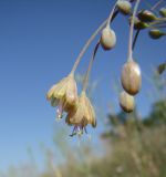 Allium paczoskianum. Часть соцветия. Краснодарский край, Кущёвский р-н, станица Шкуринская, остепенённый склон. 25.06.2009.