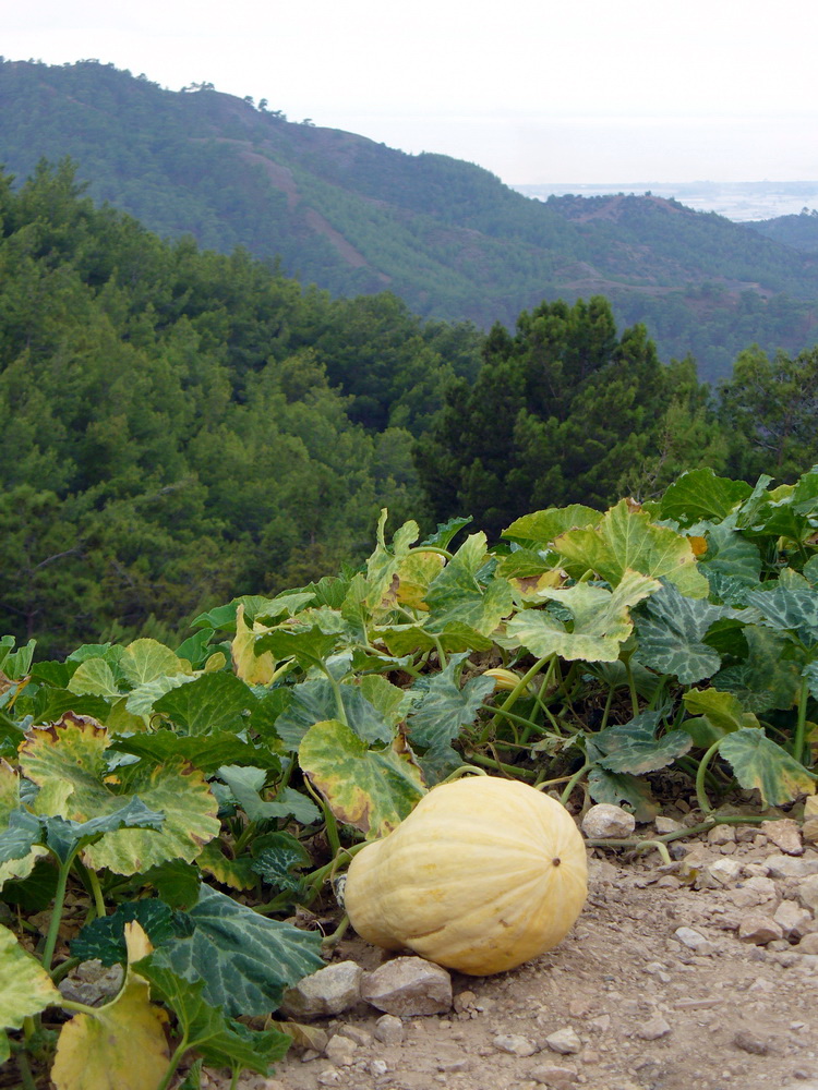 Изображение особи Cucurbita pepo.