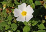 Cistus salviifolius