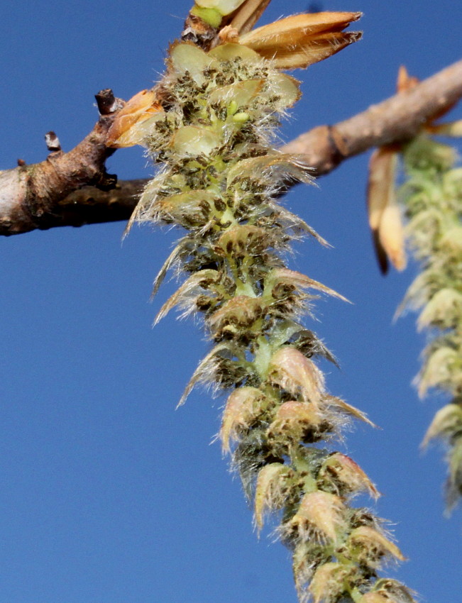 Изображение особи Carpinus cordata.