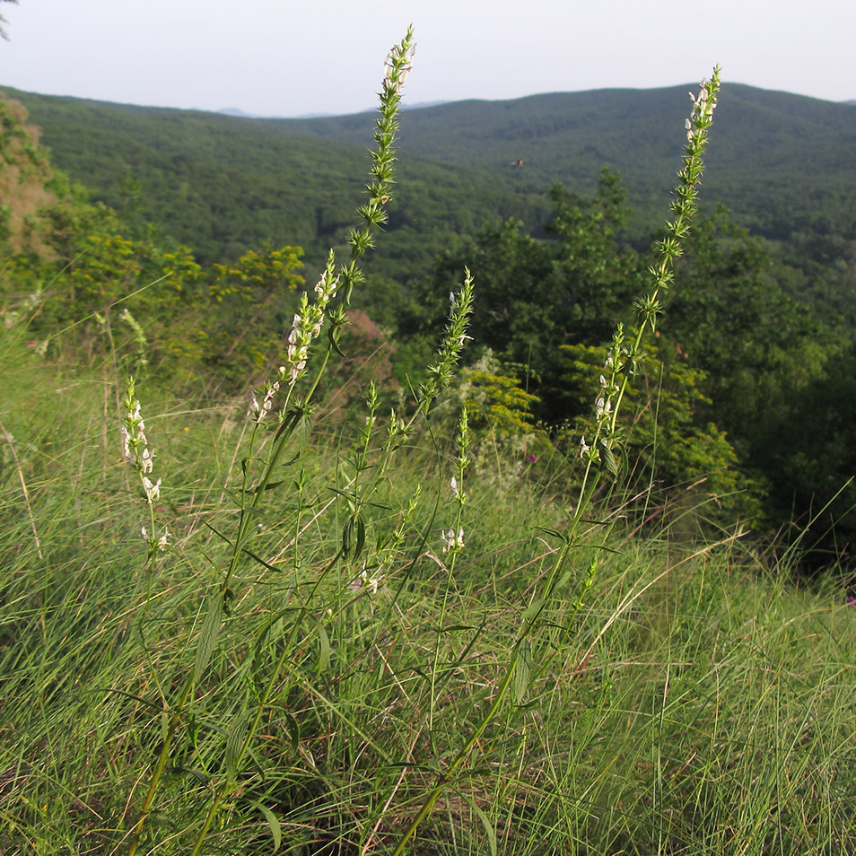 Изображение особи Stachys atherocalyx.