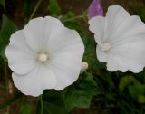 Malva trimestris. Цветки (белая форма). Германия, г. Крефельд, Ботанический сад. 06.09.2014.