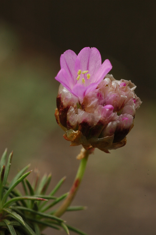 Изображение особи Armeria juniperifolia.