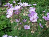 Geranium tuberosum