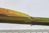 Calamagrostis balkharica