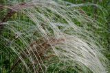 Stipa pulcherrima