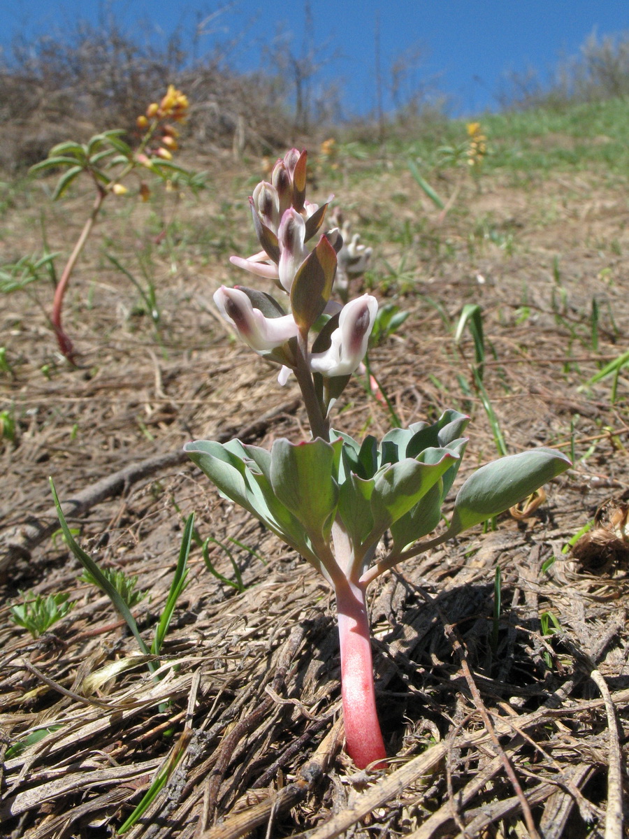 Изображение особи Corydalis ledebouriana.