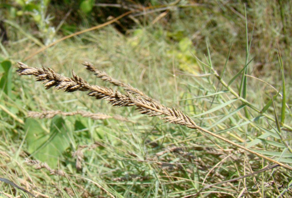 Изображение особи Aeluropus littoralis.