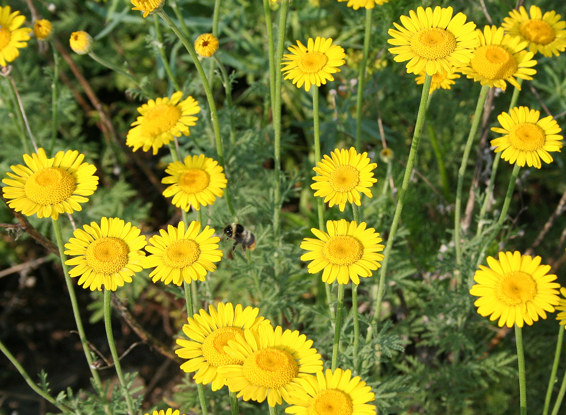 Изображение особи Anthemis tinctoria.