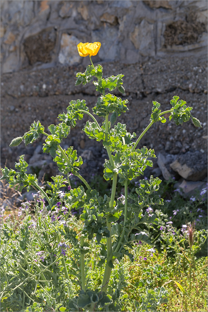 Изображение особи Glaucium flavum.