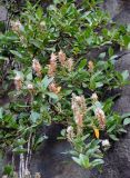 Salix arctica