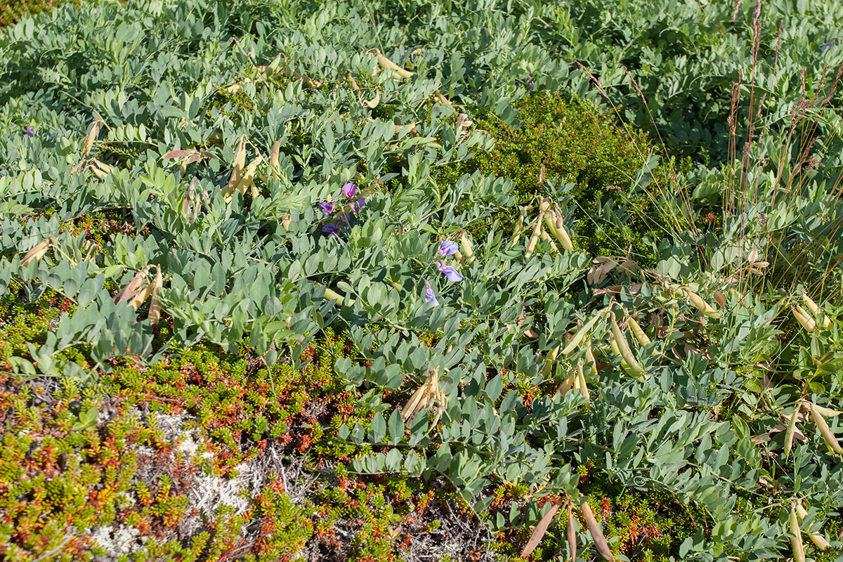 Изображение особи Lathyrus japonicus ssp. pubescens.