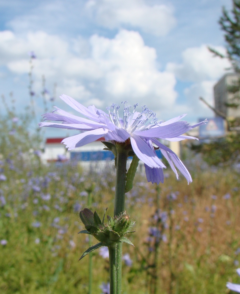 Изображение особи Cichorium intybus.