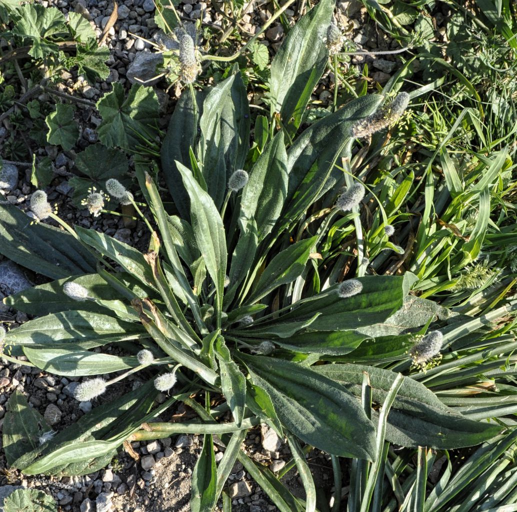 Image of Plantago lagopus specimen.