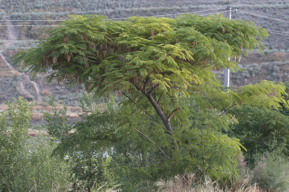 Image of Albizia julibrissin specimen.