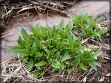 Scrophularia umbrosa