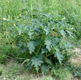 Datura stramonium