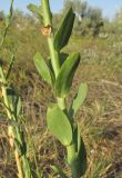 Linaria genistifolia