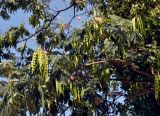 Albizia julibrissin