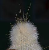 Cleistocactus straussii