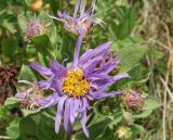 Aster ibericus