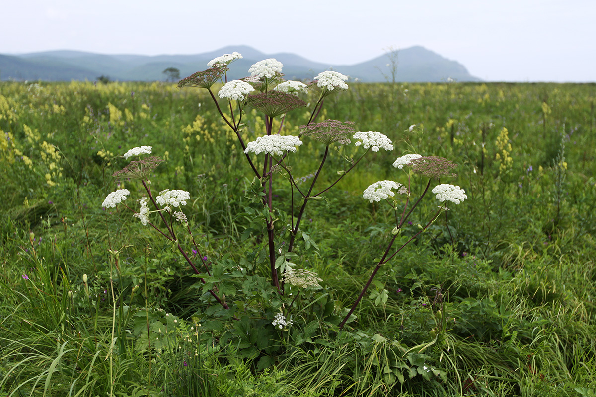 Image of Angelica cincta specimen.