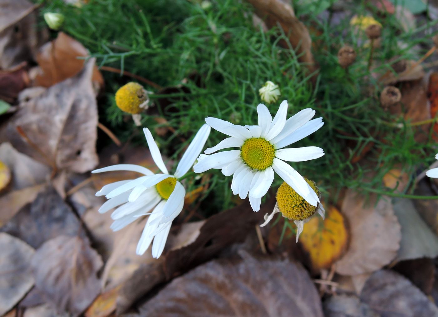 Изображение особи Tripleurospermum inodorum.