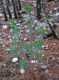 Euphorbia characias. Вегетирующее растение. Турция, национальный парк Олимпос-Бейдаглары, мыс Гелидония, пройденный пожаром сосновый лес. 04.01.2019.