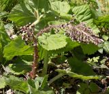 Petasites hybridus