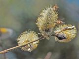 Salix caprea