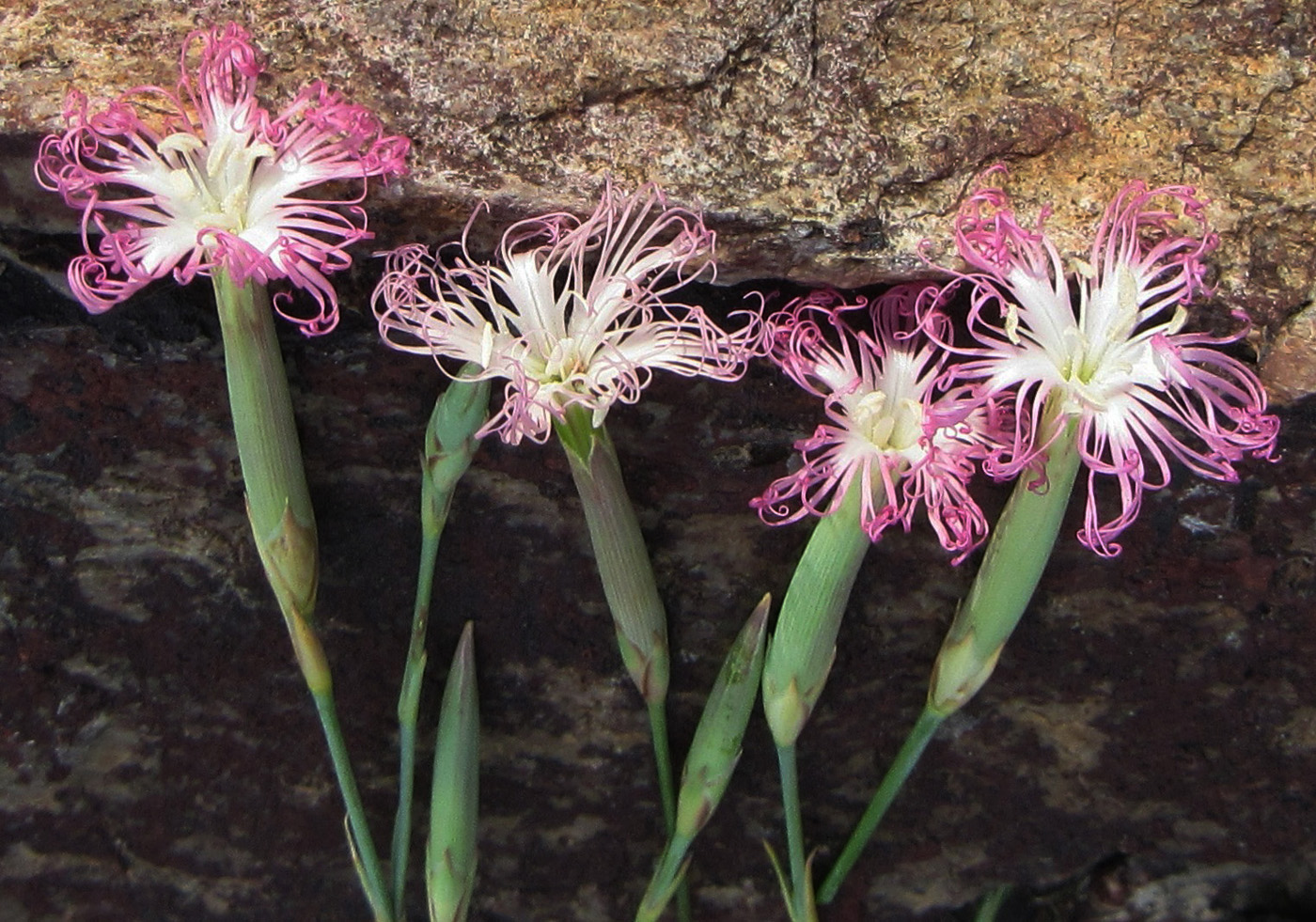 Изображение особи Dianthus tetralepis.