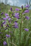 Campanula praealta. Верхушки побегов с соцветиями. Ростовская обл., Аксайский р-н, окр. хут. Александровка, степной склон. 26.05.2019.